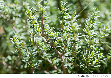 Fresh thyme growing in the garden, selective focus Fresh thyme growing in the garden, selective focus 47725759