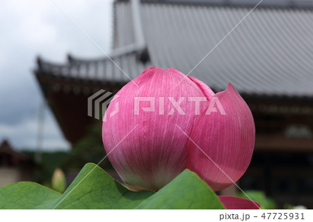 夏花 蓮 Lotus お盆 蓮興寺 沼津市 静岡 夏花 蓮 Lotus お盆 蓮興寺 沼津市 静岡 47725931