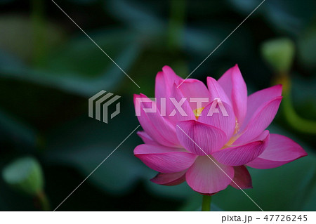 夏花 蓮 Lotus お盆 武田神社 甲府 山梨県 夏花 蓮 Lotus お盆 武田神社 甲府 山梨県 47726245