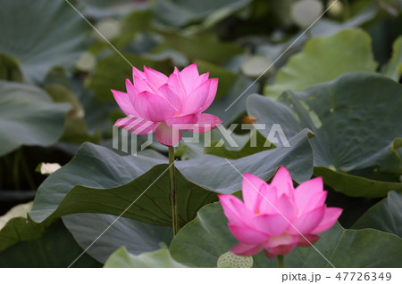 夏花　蓮　Lotus　お盆　武田神社　甲府　山梨県 47726349