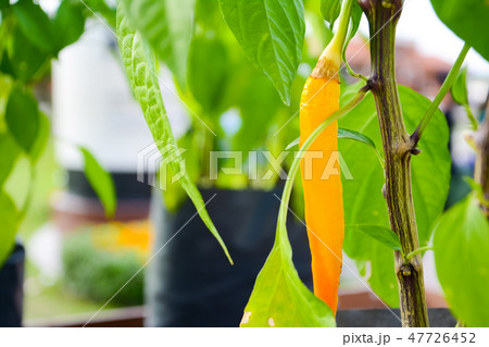 Yellow Chilli or Chilli peppers  47726452