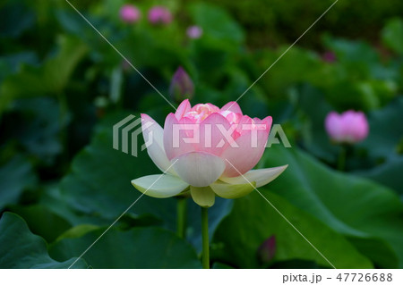 夏花　蓮　Lotus　お盆　武田神社　甲府　山梨県 47726688