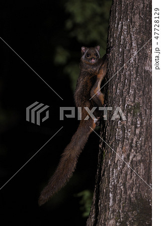 キュウシュウムササビ⑥（鹿児島県） 47728129