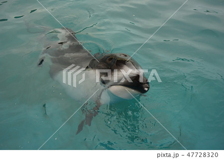 くじらの博物館のイルカ 47728320