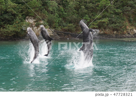 クジラショー 47728321