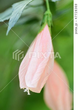 ウナヅキヒメフヨウの花 ウナヅキヒメフヨウの花 47728369