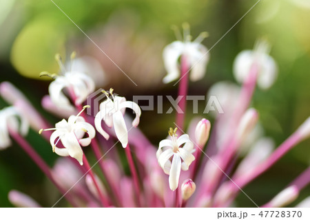 クレロデンドルム・クアドリロクラレの花 クレロデンドルム・クアドリロクラレの花 47728370