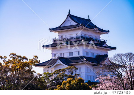 （神奈川県）小田原城　桜の季節 47728439
