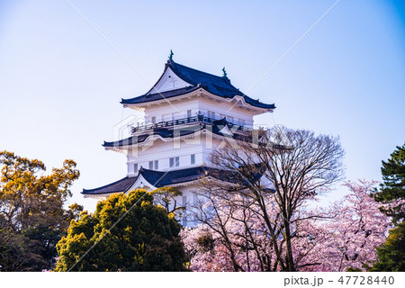 (神奈川県)小田原城 桜の季節 (神奈川県)小田原城 桜の季節 47728440