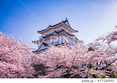 （神奈川県）小田原城　桜の季節 47728443