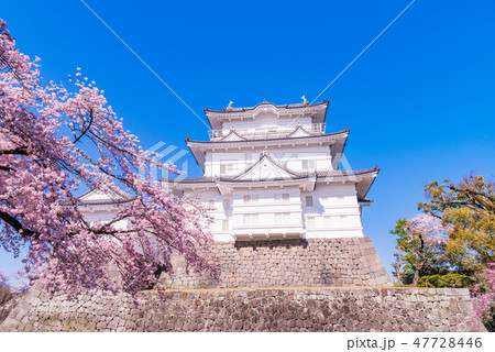 (神奈川県)小田原城 桜の季節 (神奈川県)小田原城 桜の季節 47728446