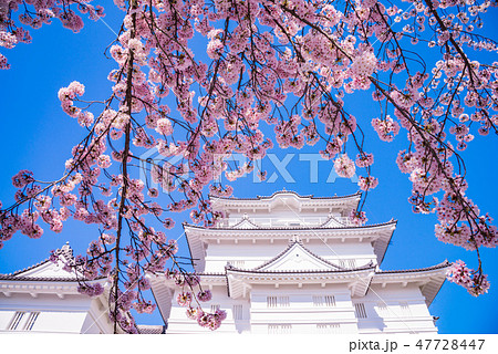 （神奈川県）小田原城　桜の季節 47728447