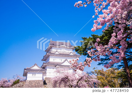 (神奈川県)小田原城 桜の季節 (神奈川県)小田原城 桜の季節 47728450