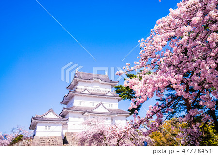 （神奈川県）小田原城　桜の季節 47728451