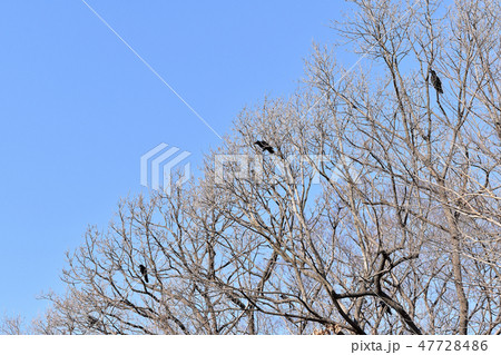 ハシブトガラス 47728486