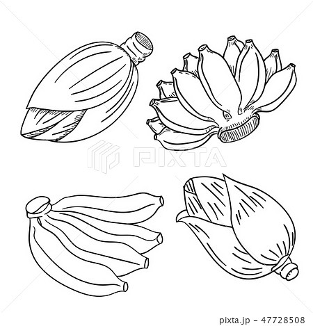 Set of banana fruit and banana flower blossom Set of banana fruit and banana flower blossom 47728508