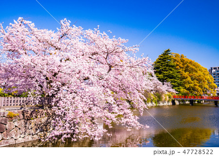 (神奈川県)小田原城お濠 桜の季節 (神奈川県)小田原城お濠 桜の季節 47728522