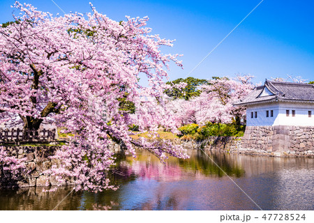 (神奈川県)小田原城お濠 桜の季節 (神奈川県)小田原城お濠 桜の季節 47728524
