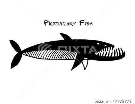 Barracuda fish for your design Barracuda fish for your design 47728772