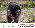 犬 47728852