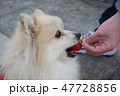 頬張る犬 47728856
