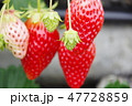 イチゴ 47728859