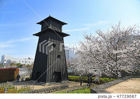 東京都江戸川区　新川千本桜 47729087