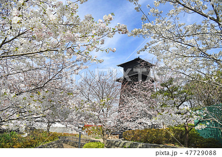 東京都江戸川区 新川千本桜 東京都江戸川区 新川千本桜 47729088