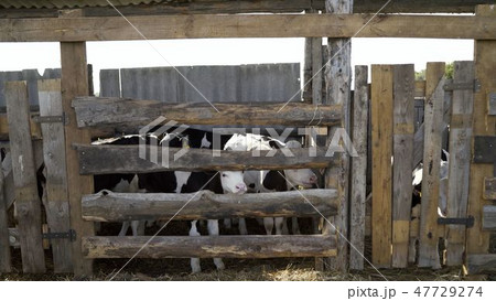 Cows and bulls in pens on a sunny day Cows and bulls in pens on a sunny day 47729274