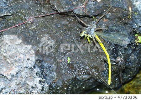 蜘蛛がキイトトンボを捕食 47730306