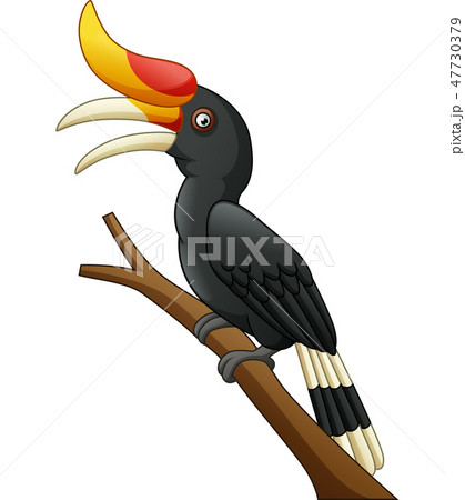 Cartoon hornbill bird isolated on white background Cartoon hornbill bird isolated on white background 47730379