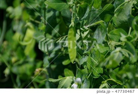 サヤエンドウの実　絹サヤの成長 47730467