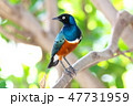 ツキノワテリムクドリ 47731959