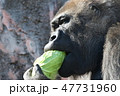 ゴリラ 47731960