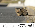 野良猫 47731961