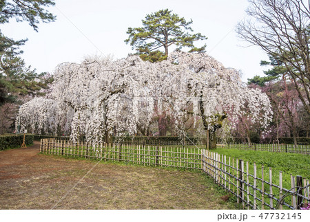 京都御苑　近衛邸跡の枝垂れ桜　京都桜の名所　京都観光スポット 47732145