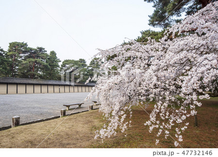京都御苑　京都桜の名所　京都御所　春の京都観光スポット 47732146