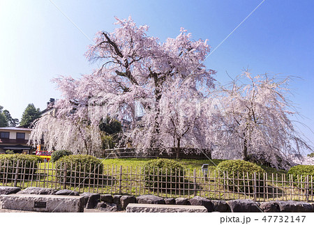 祇園のしだれ桜 京都円山公園の風景 京都の桜の名所 円山公園の枝垂れ桜 春の京都観光スポット 祇園のしだれ桜 京都円山公園の風景 京都の桜の名所 円山公園の枝垂れ桜 春の京都観光スポット 47732147