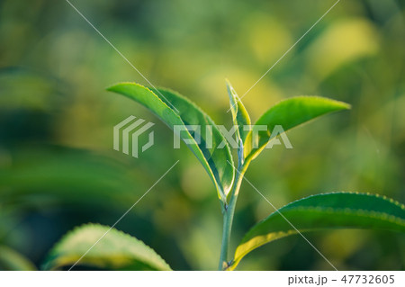 The tea leaves grow in the middle of the tea 47732605