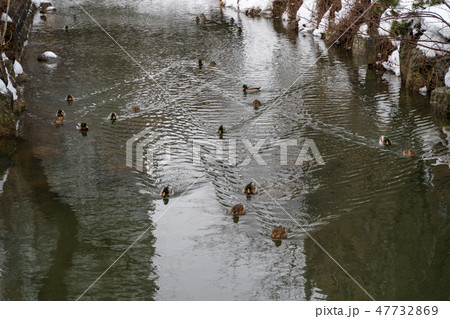 冬の鴨々川　札幌 47732869