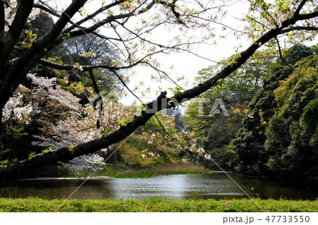 道灌濠の桜 道灌濠の桜 47733550