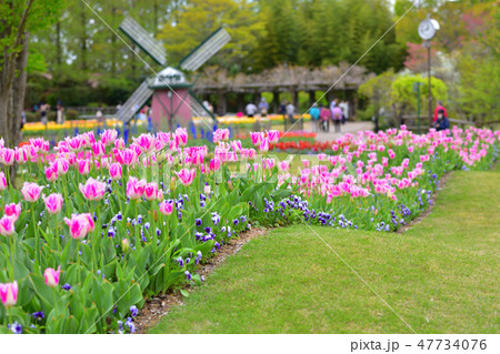チューリップ チューリップ 47734076