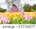 チューリップ 47734077