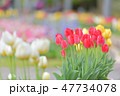 チューリップ 47734078