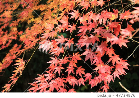 紅葉狩り ・・★・★★もみじ★★・★・・ 紅葉狩り ・・★・★★もみじ★★・★・・ 47734976