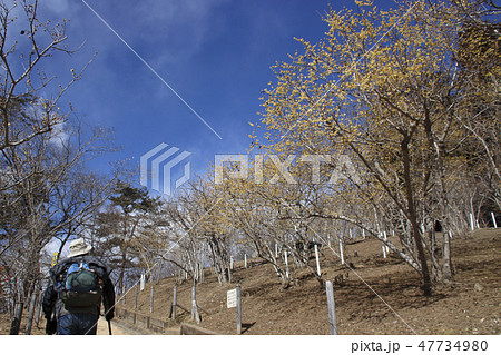 長瀞宝登山・ロウバイの花 長瀞宝登山・ロウバイの花 47734980
