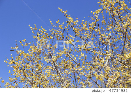 長瀞宝登山・ロウバイの花 47734982