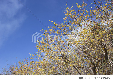 長瀞宝登山・ロウバイの花 長瀞宝登山・ロウバイの花 47734985