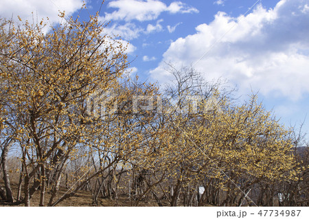 長瀞宝登山・ロウバイの花 47734987