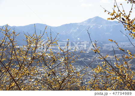 長瀞宝登山・ロウバイの花 47734989